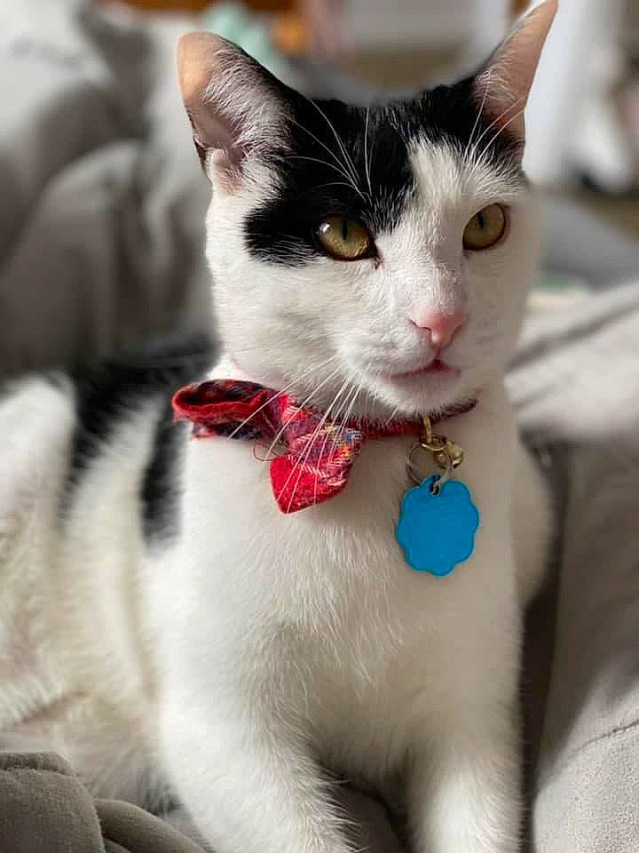 Marlowe is registered to the contest to win money with this photo: bow_tie, carnivore, cat, collar, domestic_short_haired_cat, eyelash, felidae, formal_wear, fur, paw, small_to_medium_sized_cats, snout, tail, tie, whiskers