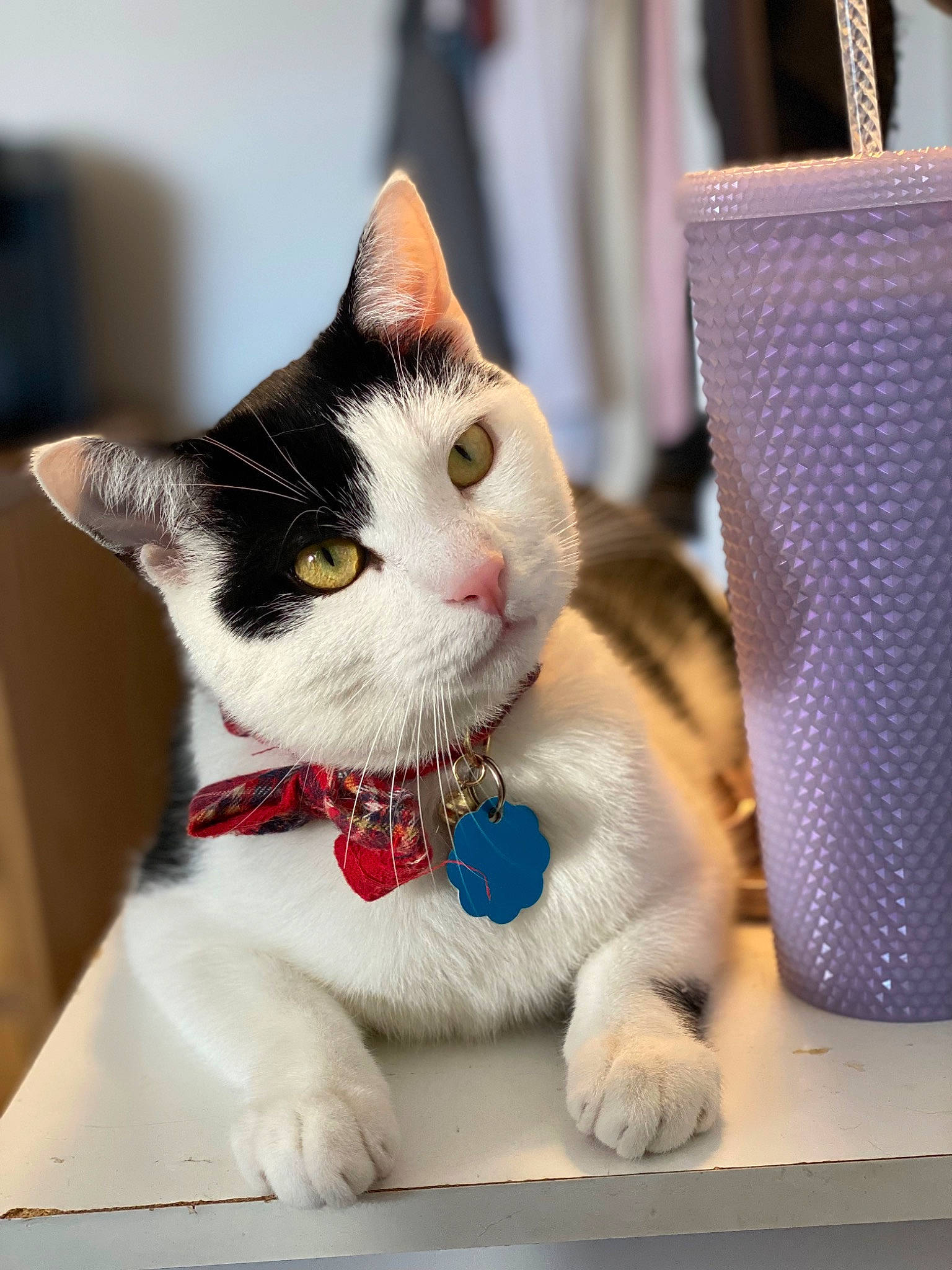 Marlowe joined the competition — help win amazing prizes! box, carnivore, cat, cat_furniture, cat_supply, collar, domestic_short_haired_cat, fawn, felidae, fur, mammal, paw, pet_supply, sitting, small_to_medium_sized_cats, snout, tail, whiskers