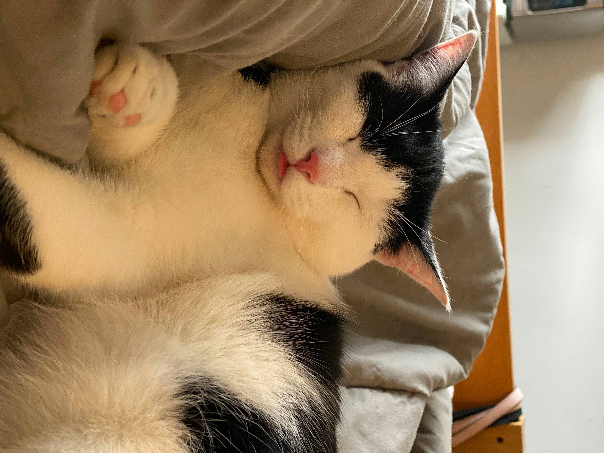 Marlowe joined the competition — help win amazing prizes! carnivore, cat, claw, comfort, domestic_short_haired_cat, ear, eye, eyelash, fawn, felidae, fur, head, iris, jaw, nap, paw, small_to_medium_sized_cats, snout, tail, whiskers