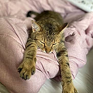 Lotus joined the competition — help win amazing prizes! cat, tabby, sleeping, stretching, pink_blanket, bed, cozy, fur, pet, indoor, relaxation, paws, claws, whiskers, domestic_animal, cute, rest, comfort, animal, feline