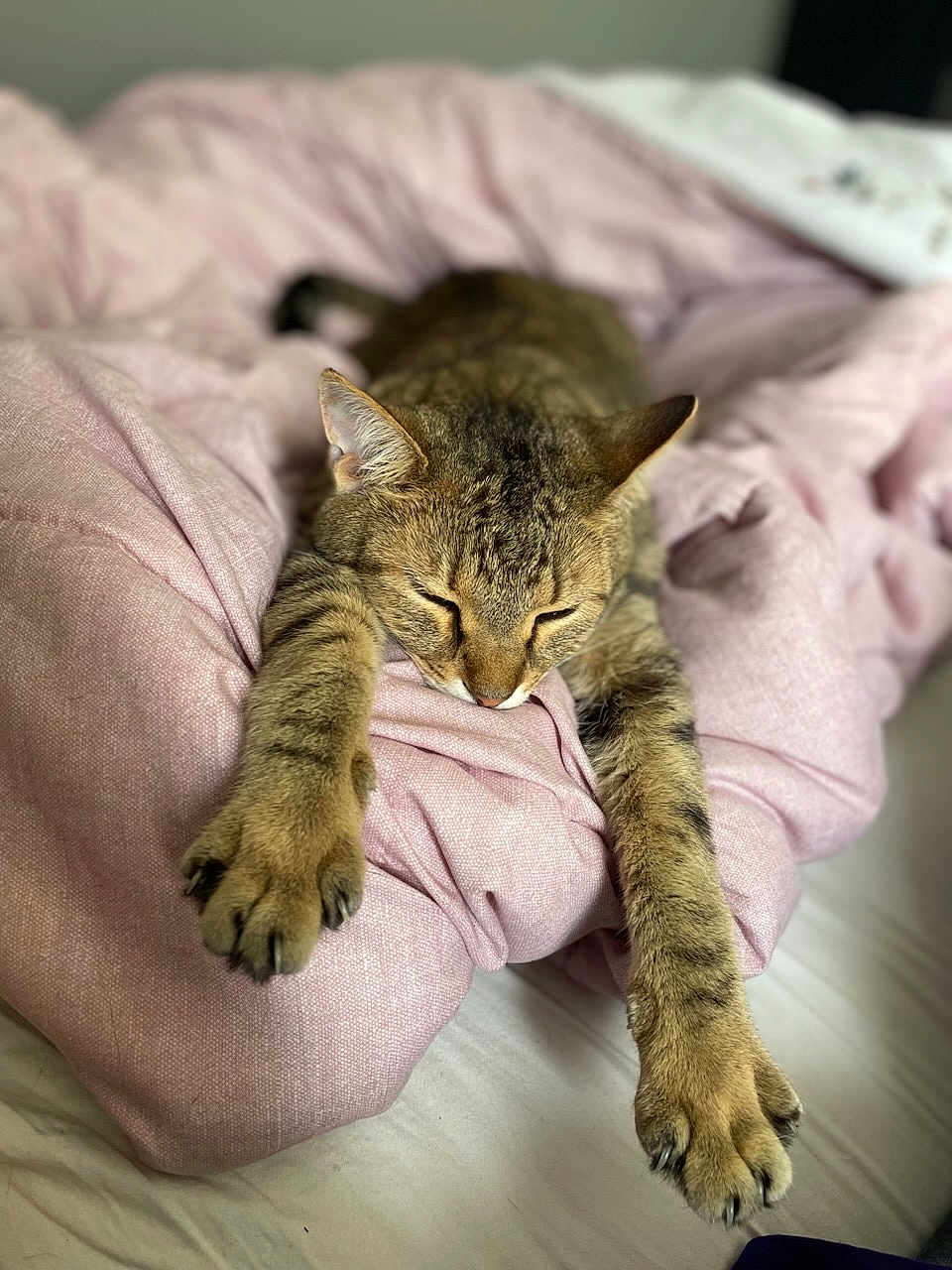 Lotus joined the competition — help win amazing prizes! cat, tabby, sleeping, stretching, pink_blanket, bed, cozy, fur, pet, indoor, relaxation, paws, claws, whiskers, domestic_animal, cute, rest, comfort, animal, feline