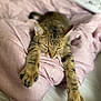 Lotus is registered to the contest to win money with this photo: cat, tabby, sleeping, stretching, paws, blanket, pink, bed, cozy, relaxed, feline, fur, whiskers, indoor, resting, cute, pets, animal, soft, comfort