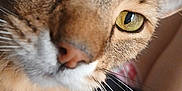 Lotus is registered to the contest to win money with this photo: cat, close_up, whiskers, yellow_eyes, fur, pet, animal, face, curious, indoor, soft_light, domestic_cat, cute, feline, portrait, tabby, nose, ears, close_range, mammal