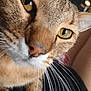 cat, close_up, whiskers, yellow_eyes, fur, pet, animal, face, curious, indoor, soft_light, domestic_cat, cute, feline, portrait, tabby, nose, ears, close_range, mammal