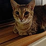 cat, tabby, animal, pet, windowsill, wood, indoor, feline, curious, quiet, brown, striped, whiskers, ears, face, portrait, resting, calm, light, reflection
