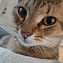 Lotus is registered to the contest to win money with this photo: cat, tabby, close_up, indoor, whiskers, eyes, nose, fur, pet, curious, blanket, cozy, animal, mammal, face, portrait, soft, domestic, feline, cute
