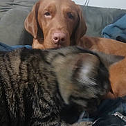 Midway is registered to the contest to win money with this photo: dog, cat, tabby_cat, brown_dog, indoor, sofa, couch, pet, animal, furry, relaxed, resting, companion, blurred, furniture, home, cozy, domestic, mammal, friendship