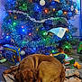 dog, blanket, christmas_tree, christmas_lights, ornaments, toys, board_game, floor, window, decorations, brown_dog, indoor, festive, holiday, pine_tree, colorful_lights, relaxing, pet, wrapped_gifts, cozy