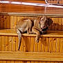 dog, brown_dog, wooden_stairs, stairs, indoor, pet, canine, relaxed, looking_at_camera, fan, wood_paneling, home_interior, floor, animal, companion, domestic_animal, resting, calm, curious, young_dog