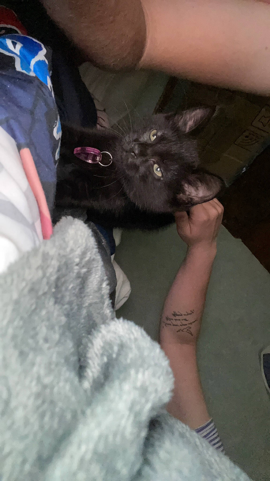 Mya a rejoint le concours — aidez-le/la à gagner de superbes lots ! black_cat, carnivore, cat, claw, comfort, domestic_short_haired_cat, fashion_accessory, felidae, finger, fur, gesture, grey, lap, nail, paw, sitting, skin, small_to_medium_sized_cats, snout, whiskers