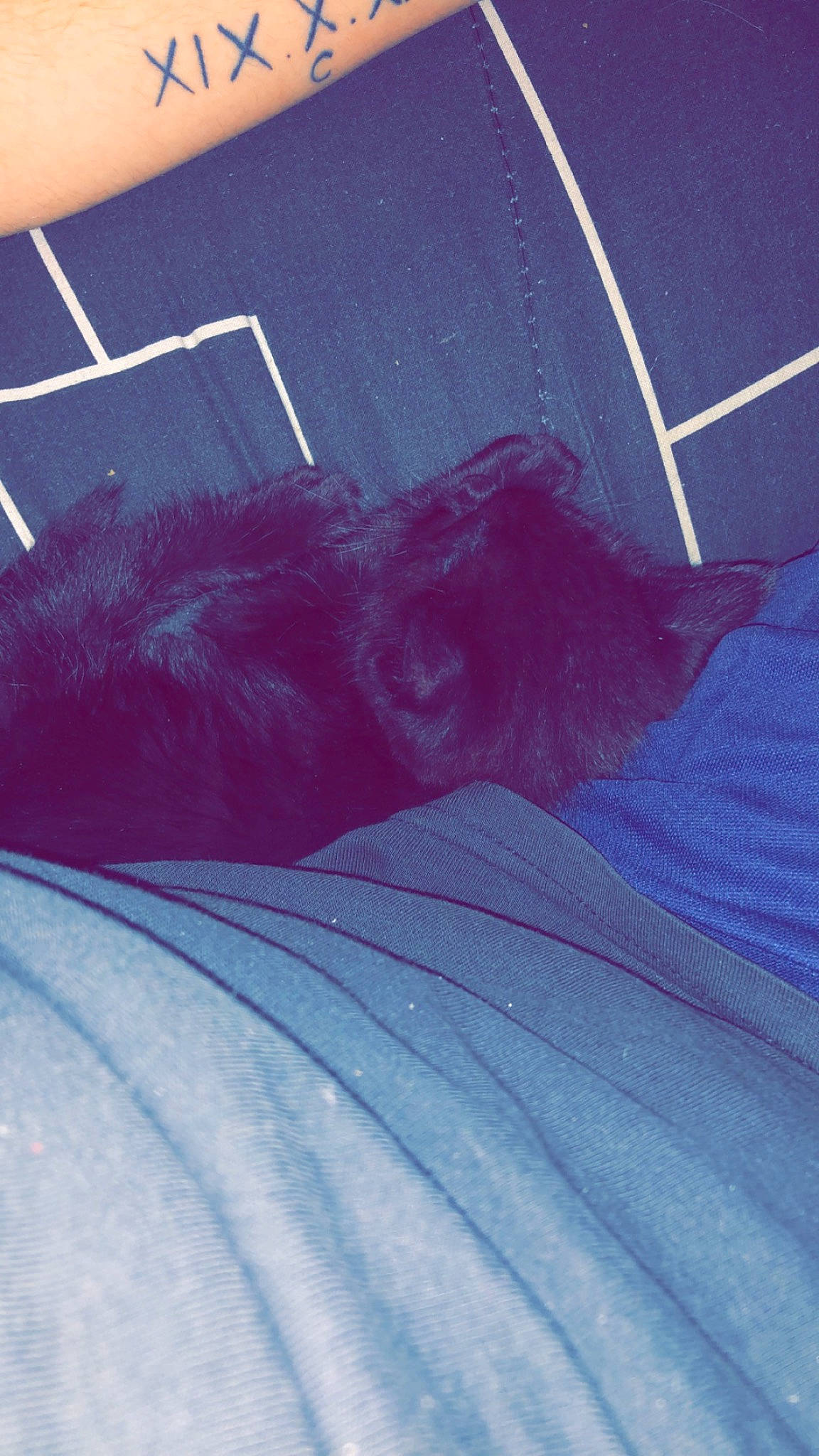 Mya participe au concours pour gagner de l'argent avec cette photo : azure, carnivore, comfort, elbow, electric_blue, felidae, foot, human_leg, knee, linens, magenta, purple, small_to_medium_sized_cats, sporting_group, t_shirt, tail, thigh, tints_and_shades, whiskers, wrist