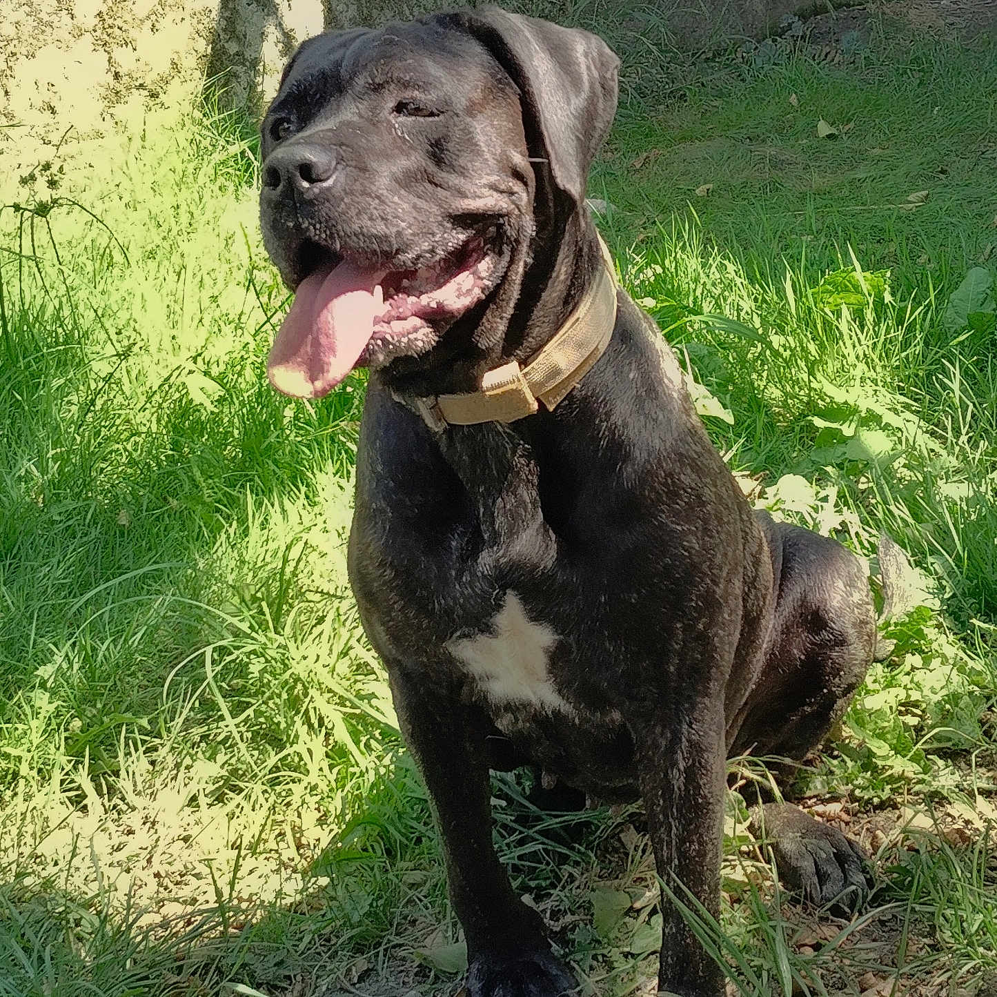Naya a rejoint le concours — aidez-le/la à gagner de superbes lots ! dog, black_dog, outdoor, grass, sunlight, tongue_out, happy, pet, animal, collar, nature, sitting, shadow, greenery, canine, fur, daylight, muzzle, ears, four_legs