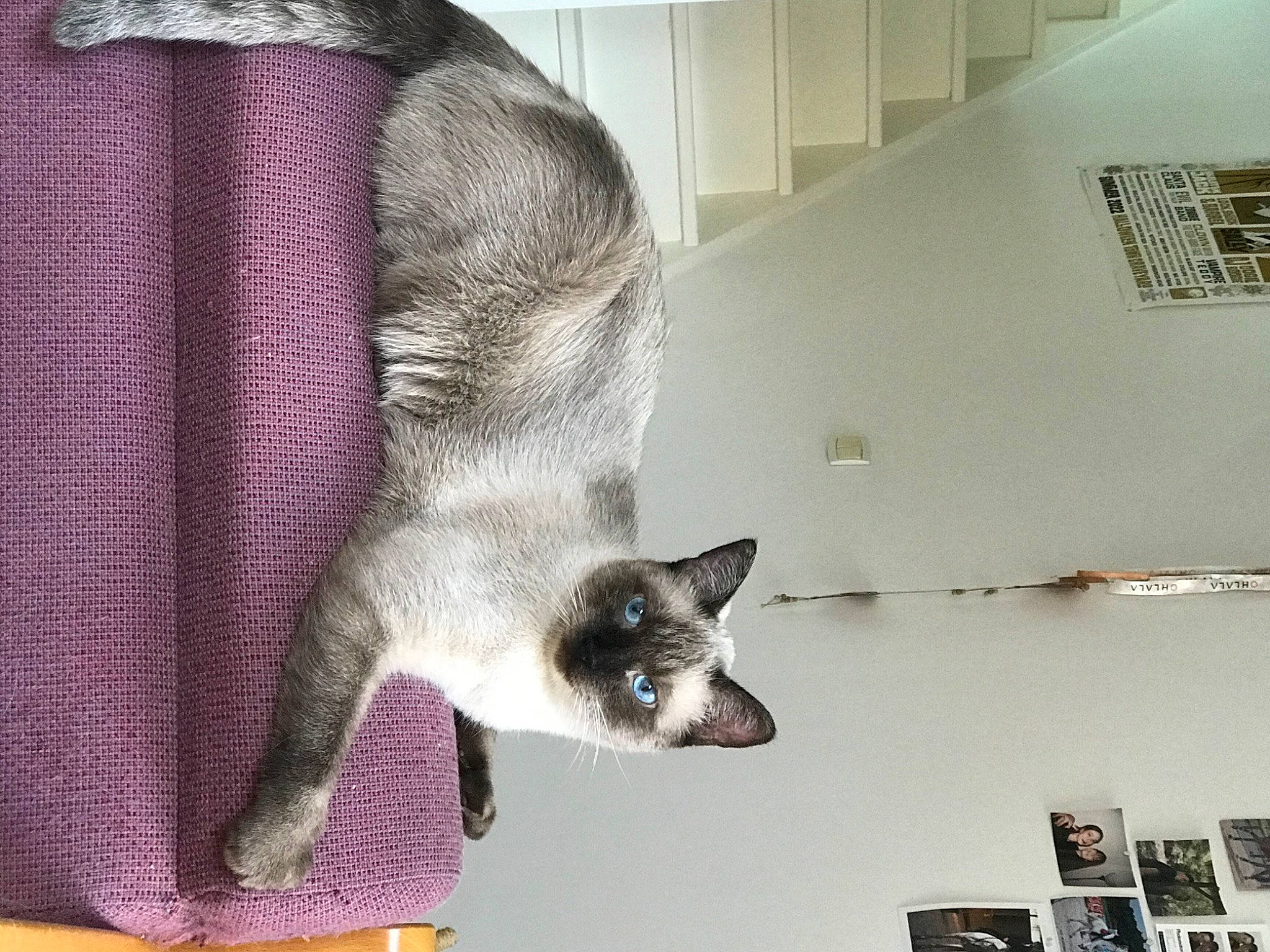 Milo a rejoint le concours — aidez-le/la à gagner de superbes lots ! balinese, carnivore, cat, cat_supply, comfort, domestic_short_haired_cat, fawn, felidae, flooring, fur, grey, paw, room, siamese, small_to_medium_sized_cats, tail, terrestrial_animal, thai, whiskers, woven_fabric