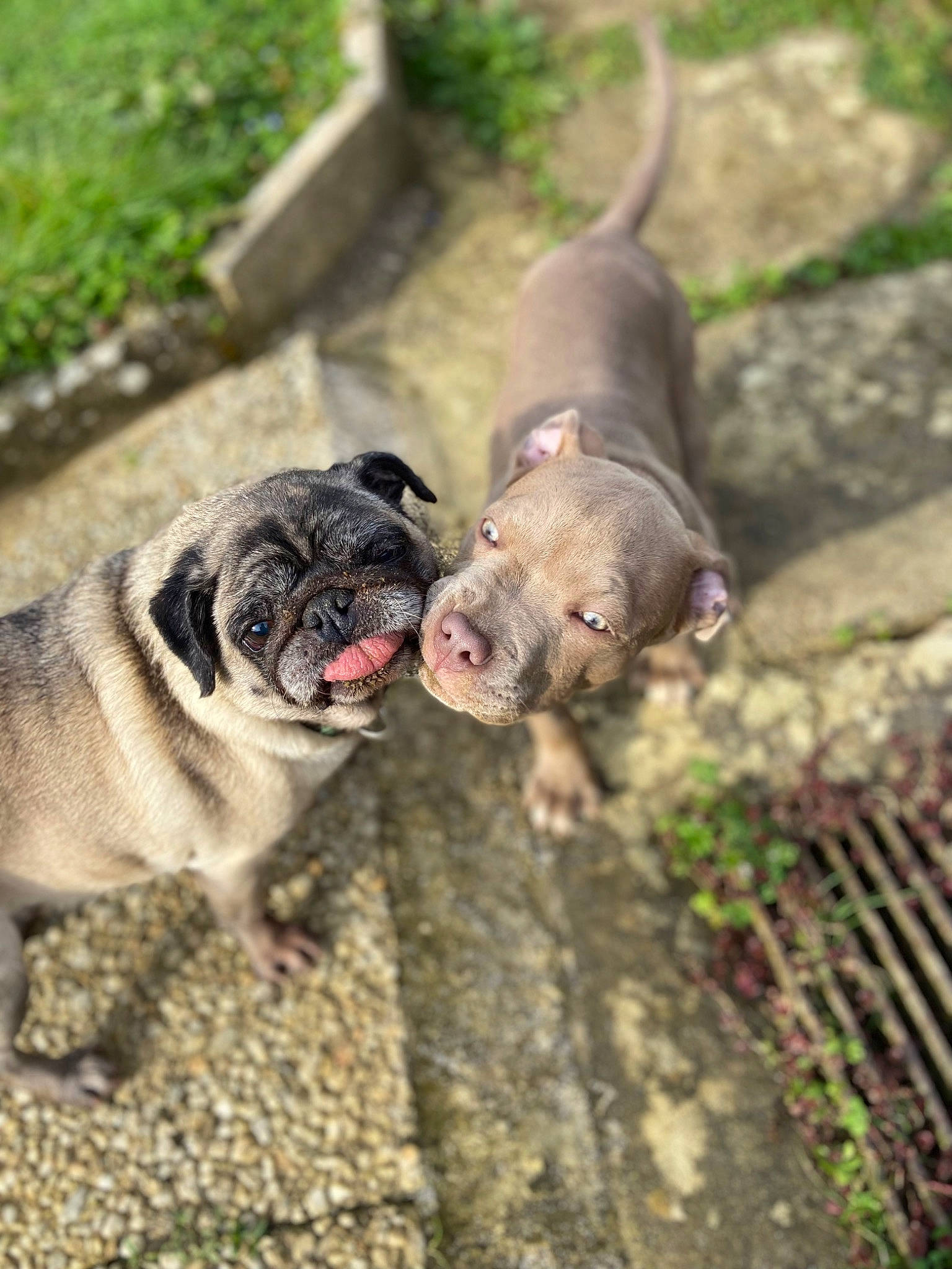 Nitro a rejoint le concours — aidez-le/la à gagner de superbes lots ! canidae, carnivore, collar, companion_dog, dog, dog_breed, dog_collar, dog_supply, fawn, grass, leash, plant, pug, snout, sporting_group, tail, terrestrial_animal, toy_dog, working_animal, wrinkle