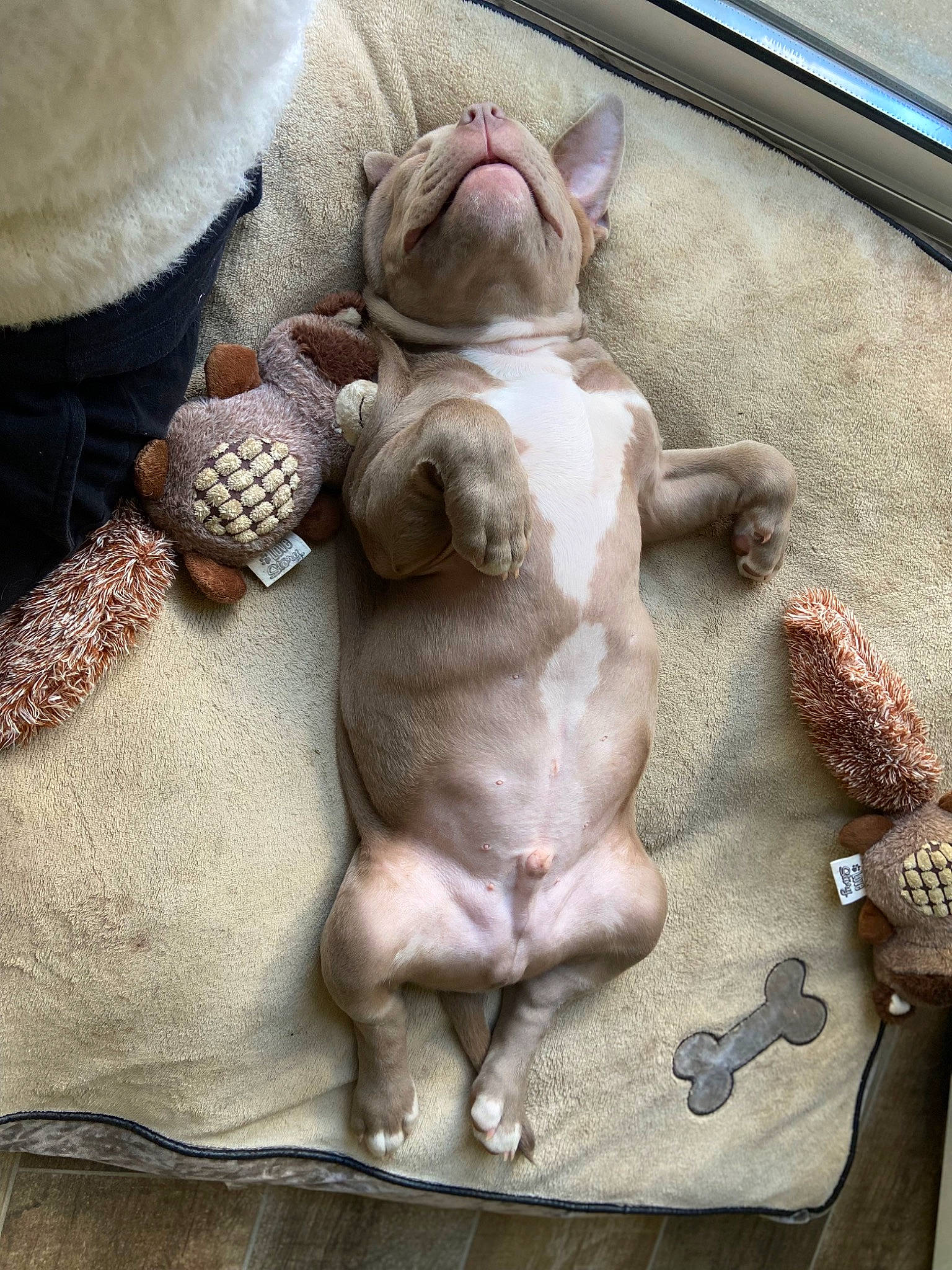 Nitro participe au concours pour gagner de l'argent avec cette photo : art, canidae, carnivore, comfort, companion_dog, dog, dog_breed, fawn, felidae, flooring, fur, linens, paw, room, snout, sporting_group, tail, toy_dog, wood, working_animal