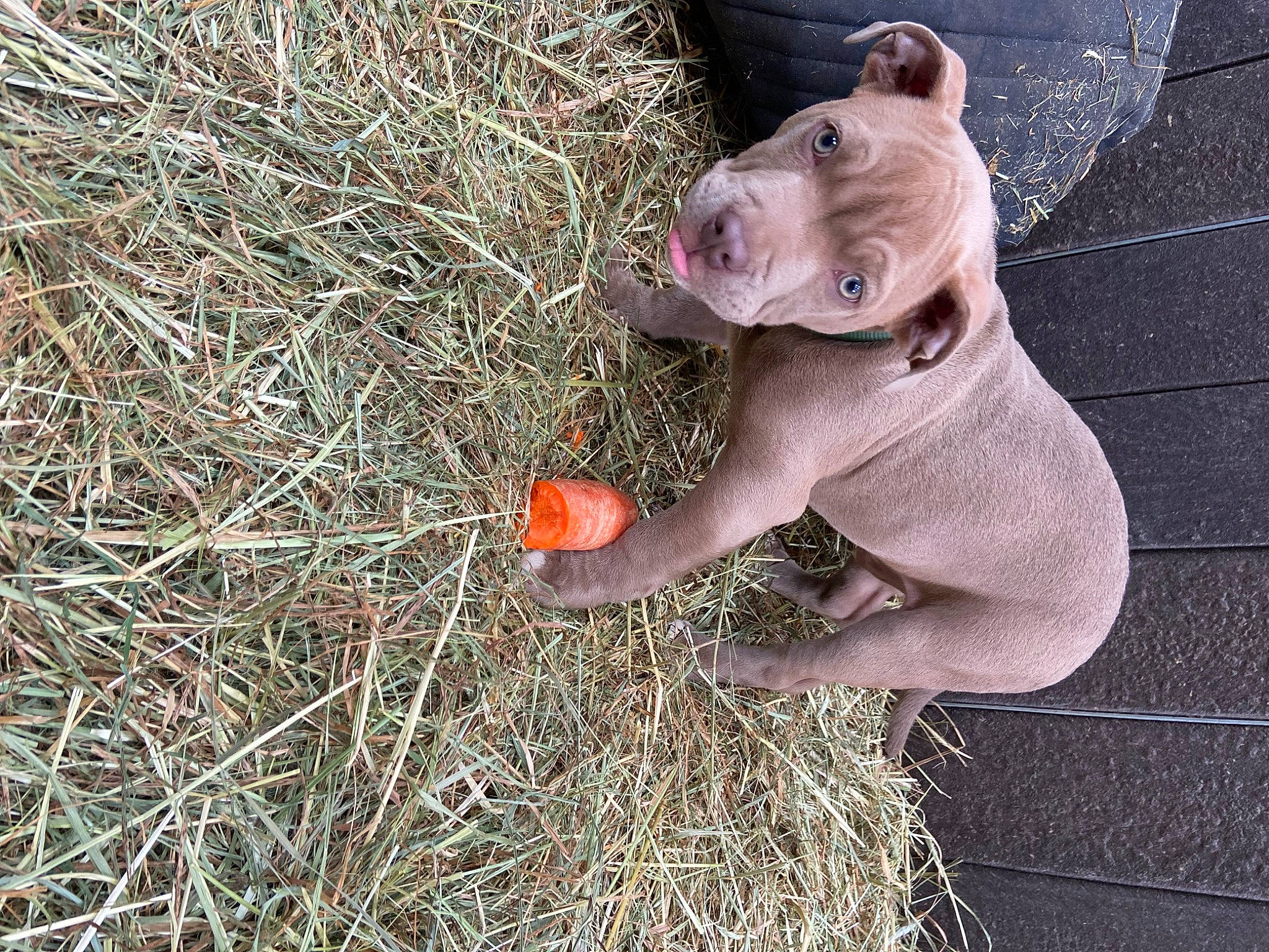 Nitro a rejoint le concours — aidez-le/la à gagner de superbes lots ! carnivore, companion_dog, dog, dog_breed, domestic_pig, fawn, felidae, fur, grass, livestock, plant, snout, soil, suidae, tail, terrestrial_animal, twig, whiskers, working_animal, wrinkle