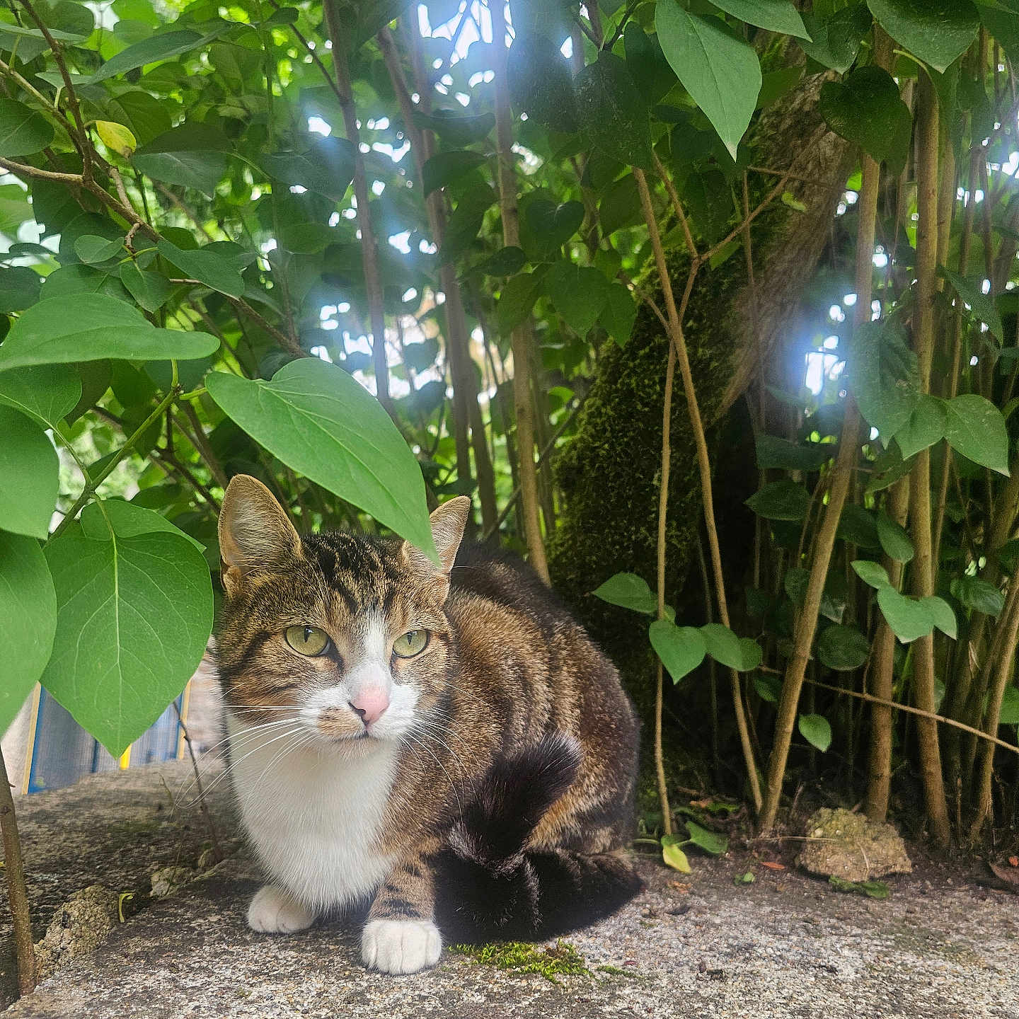 Tigrou a rejoint le concours — aidez-le/la à gagner de superbes lots ! abyssinian, animal, cat, flower, green, herbal, herbs, ivy, jungle, kitten, land, leaf, nature, outdoors, pet, plant, rainforest, soil, tree, vegetation