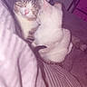 Mylo a rejoint le concours — aidez-le/la à gagner de superbes lots ! cat, cats, kitten, tabby, white_cat, sleeping, cuddling, affectionate, nose_touch, bed, blanket, bedroom, indoor, cozy, fluffy, feline, pet, purple_tint, relaxed, portrait