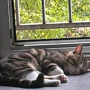 Mylo a rejoint le concours — aidez-le/la à gagner de superbes lots ! cats, two_cats, sleeping, napping, tabby, striped_fur, pet, animals, indoors, window, sunlight, greenery, relaxed, curled_up, resting, cozy, floor, home, peaceful, cute