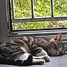 cats, two_cats, sleeping, napping, tabby, striped_fur, pet, animals, indoors, window, sunlight, greenery, relaxed, curled_up, resting, cozy, floor, home, peaceful, cute