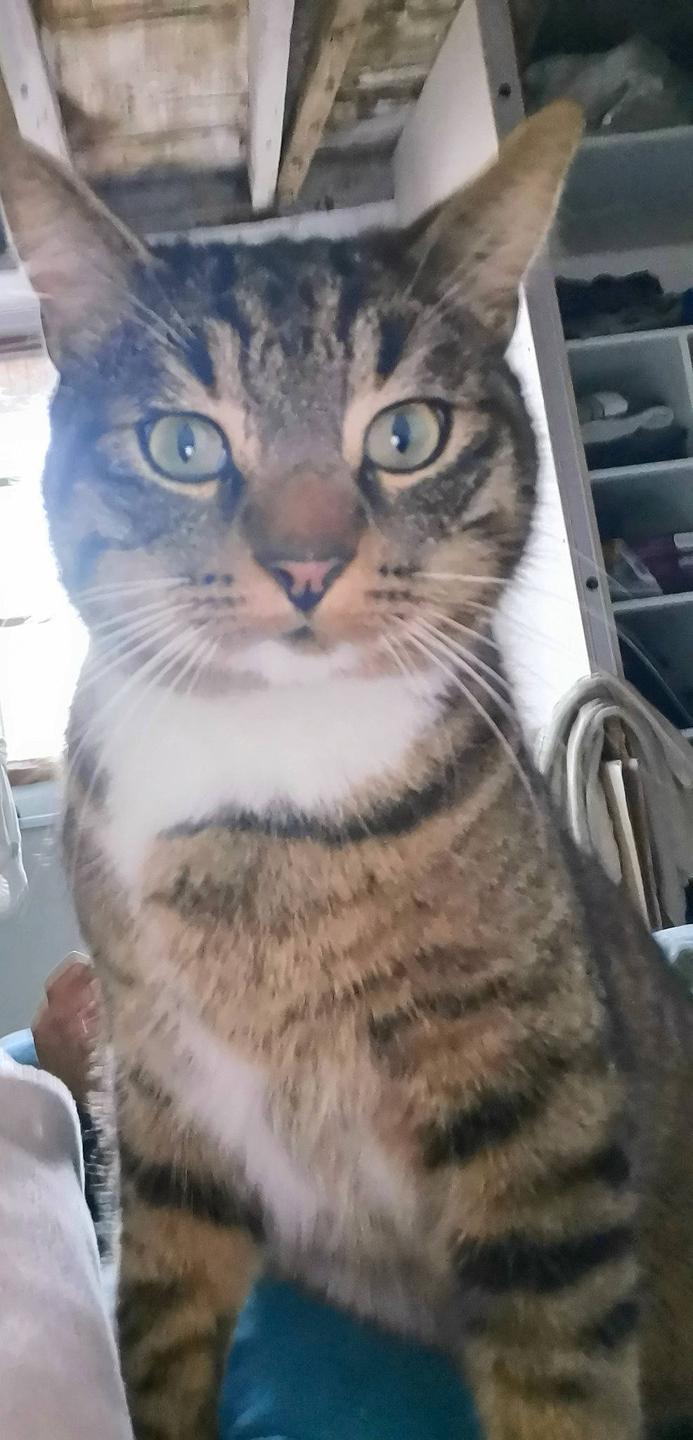 Tennessee participe au concours pour gagner de l'argent avec cette photo : carnivore, cat, claw, domestic_short_haired_cat, felidae, fur, iris, paw, sitting, small_to_medium_sized_cats, snout, tail, terrestrial_animal, whiskers, wildlife