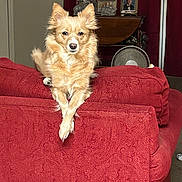 Babe joined the competition — help win amazing prizes! dog, couch, red_couch, living_room, furniture, pet, crossed_paws, portrait, indoor, fan, picture_frame, curtains, carpet, decor, animal, fur, ears, face, relaxed, home