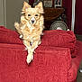 dog, couch, red_couch, living_room, furniture, pet, crossed_paws, portrait, indoor, fan, picture_frame, curtains, carpet, decor, animal, fur, ears, face, relaxed, home