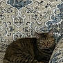 Mooche joined the competition — help win amazing prizes! cat, tabby_cat, furniture, couch, patterned, indoor, pet, animal, relaxed, resting, fur, eyes, closeup, home, cozy, domestic, mammal, cute, seated, looking