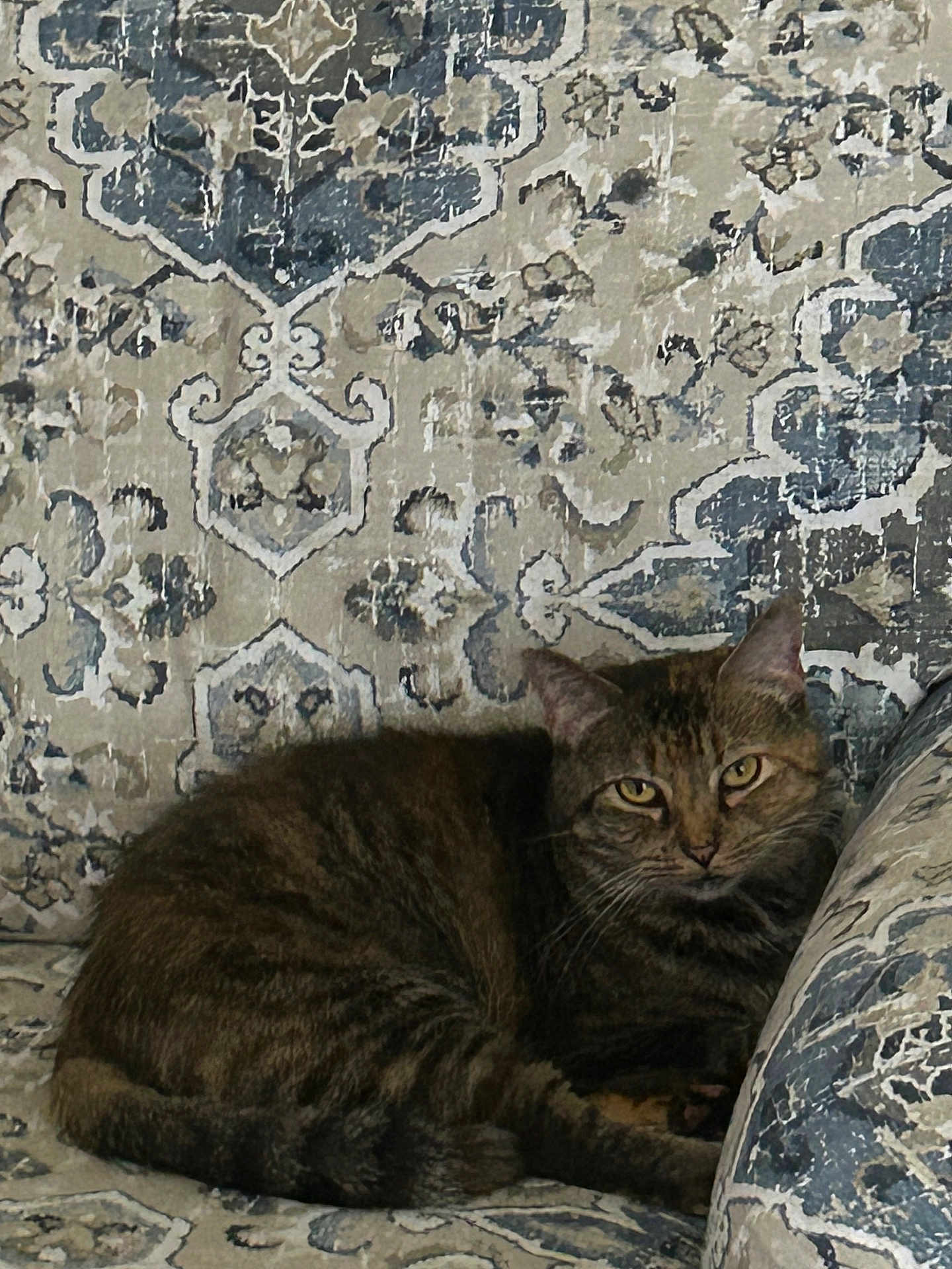 Mooche joined the competition — help win amazing prizes! cat, tabby_cat, furniture, couch, patterned, indoor, pet, animal, relaxed, resting, fur, eyes, closeup, home, cozy, domestic, mammal, cute, seated, looking