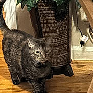Mooche is registered to the contest to win money with this photo: cat, tabby_cat, indoor, wooden_floor, plant, basket, furniture, pet, animal, fur, whiskers, tail, walking, floor, home, domestic, curious, green_leaves, cozy, brown