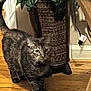 animal, basket, brown, cat, cozy, curious, domestic, floor, fur, furniture, green_leaves, home, indoor, pet, plant, tabby_cat, tail, walking, whiskers, wooden_floor