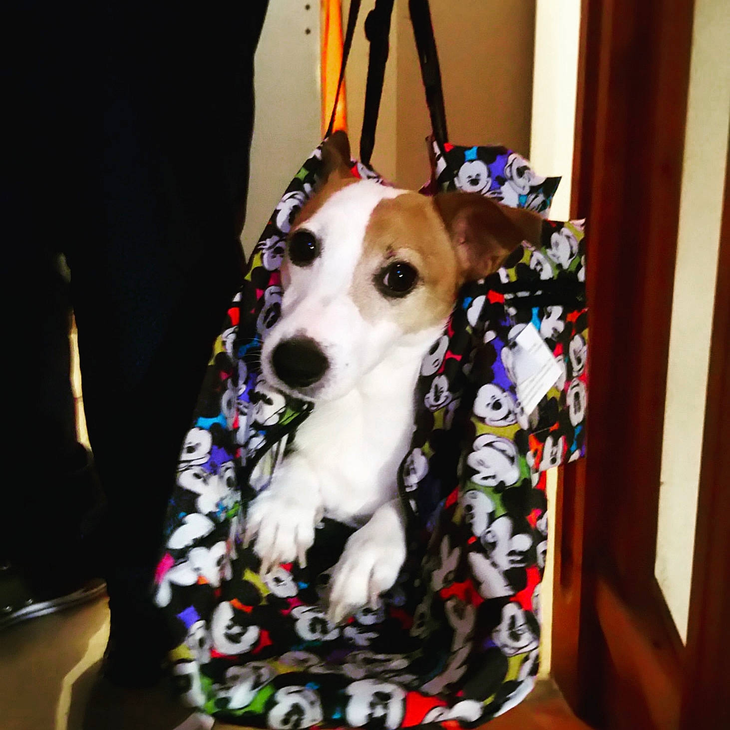 Iron a rejoint le concours — aidez-le/la à gagner de superbes lots ! canidae, carnivore, collar, companion_dog, dog, dog_breed, dog_collar, dog_supply, eyewear, fashion_accessory, fawn, fur, leash, pattern, pet_supply, snout, sporting_group, textile, whiskers, working_animal