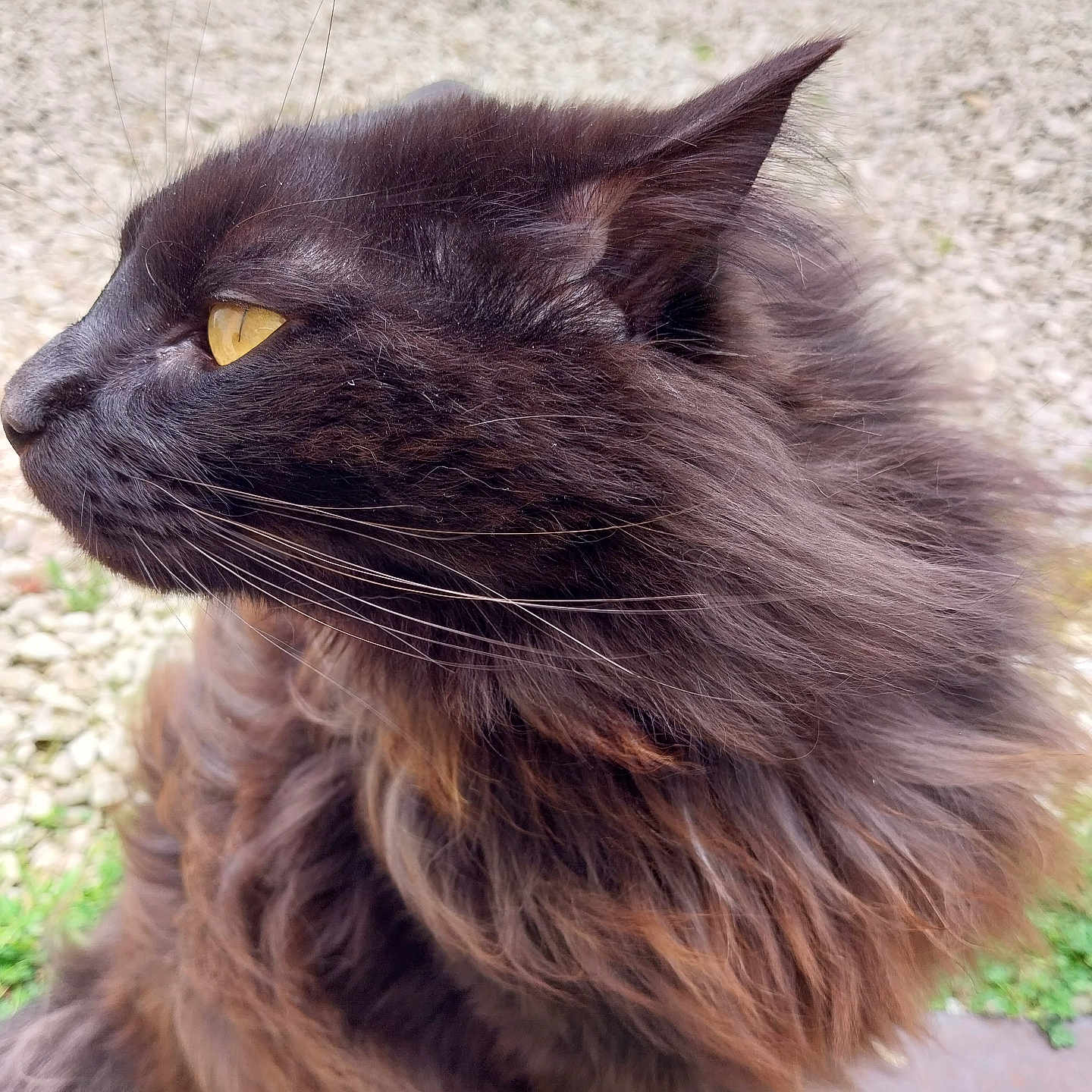 Wifi participe au concours pour gagner de l'argent avec cette photo : cat, fluffy, black_cat, yellow_eyes, whiskers, outdoor, pebbles, fur, close_up, profile, pet, animal, mammal, feline, nature, curious, soft_light, portrait, sitting, side_view