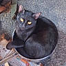 cat, black_cat, animal, pet, pan, curled_up, yellow_eyes, fur, looking_up, floor, metal, cozy, domestic, small_space, resting, cute, curious, outdoor, texture, compact