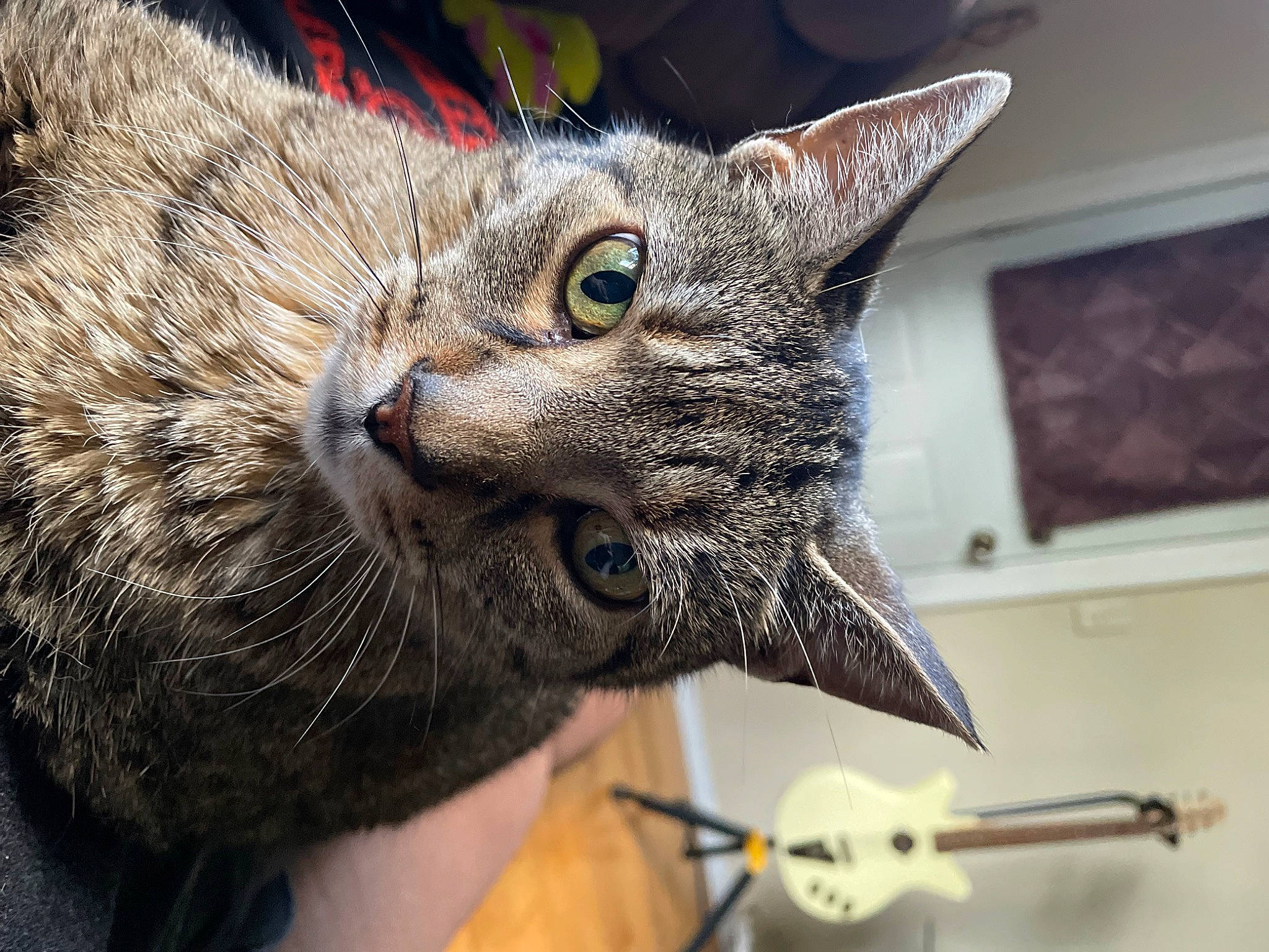 Oscar joined the competition — help win amazing prizes! carnivore, cat, claw, domestic_short_haired_cat, ear, felidae, fur, paw, picture_frame, small_to_medium_sized_cats, snout, television, terrestrial_animal, whiskers, wildlife
