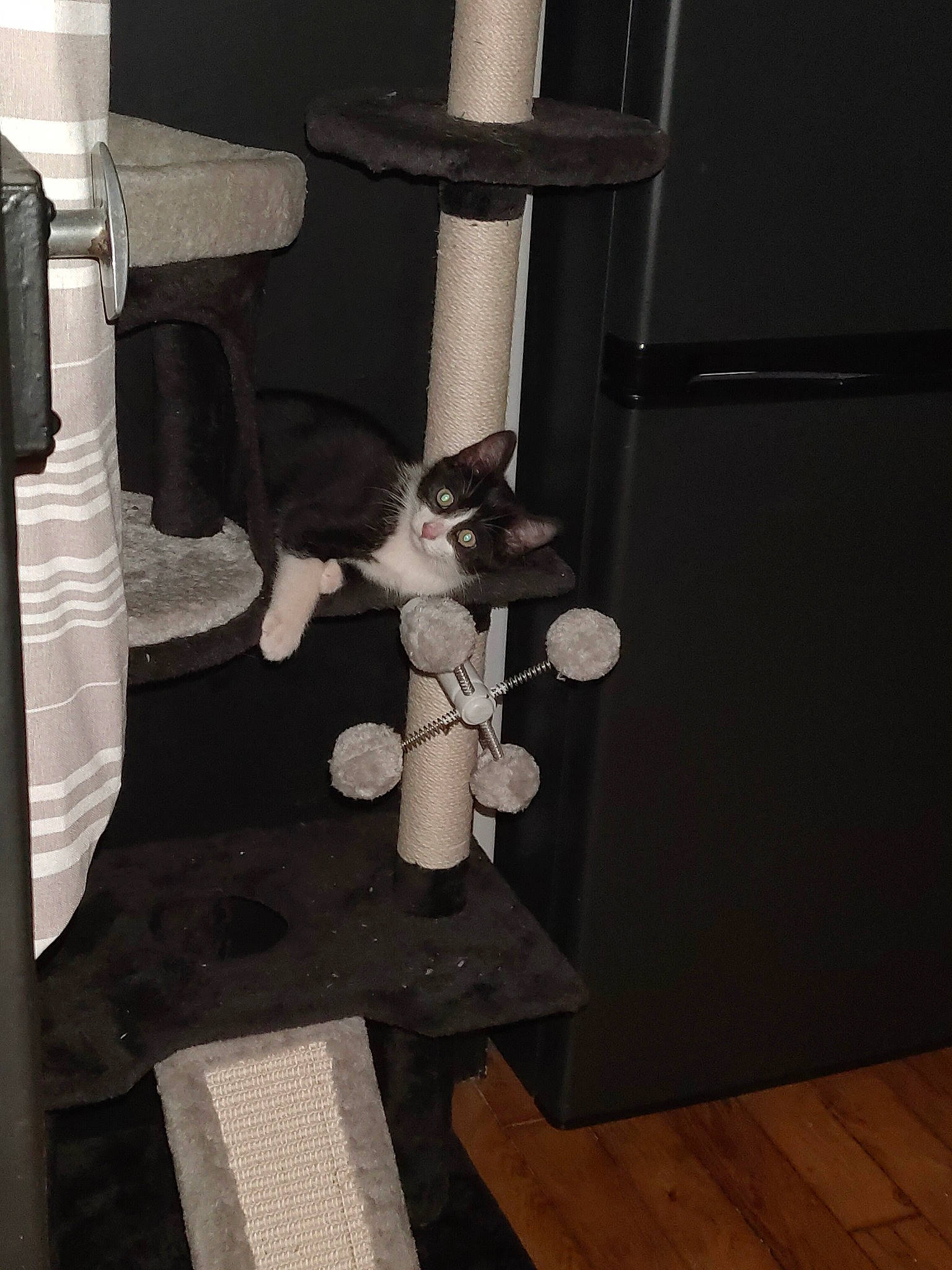 Cartouche participe au concours pour gagner de l'argent avec cette photo : cat, felidae, kitten, room, small_to_medium_sized_cats, whiskers