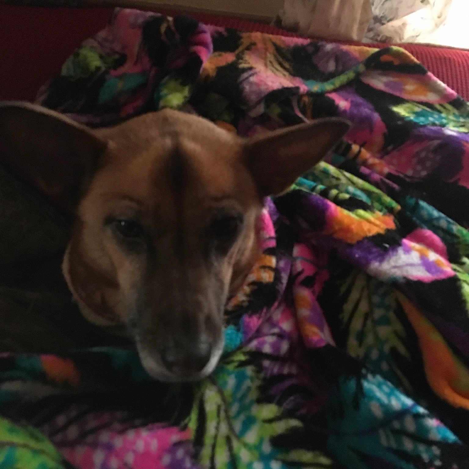 Lola joined the competition — help win amazing prizes! carnivoran, dog, dog_breed, dog_breed_group, dog_like_mammal, fawn, snout, tail