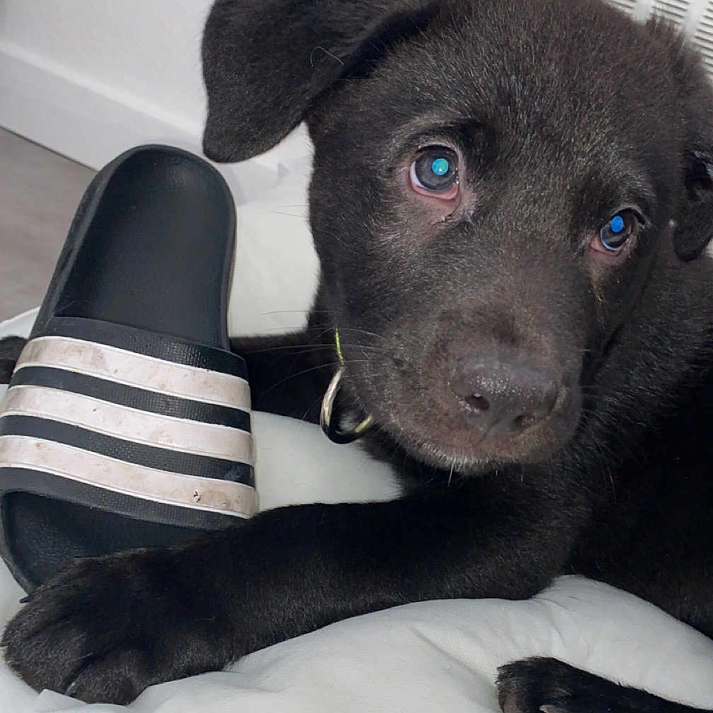 Tayson participe au concours pour gagner de l'argent avec cette photo : accessories, animal, canine, cat, clothing, couch, dog, footwear, furniture, highheel, homedecor, hound, labradorretriever, pet, puppy, runningshoe, sandal, shoe, sneaker, suede