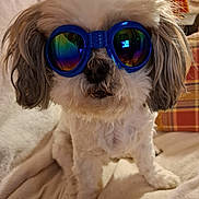 Olympe participe au concours pour gagner de l'argent avec cette photo : accessory, animal, blanket, closeup, companion, cozy, cute, dog, domestic, fur, goggles, gray_fur, household, indoor, pet, plaid_pillow, portrait, reflective_glasses, sitting, white_fur