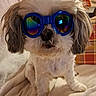 accessory, animal, blanket, closeup, companion, cozy, cute, dog, domestic, fur, goggles, gray_fur, household, indoor, pet, plaid_pillow, portrait, reflective_glasses, sitting, white_fur