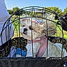 animal, bandana, basket, blowing_wind, canine, close_up, comfort, daytime, dog, fur, greenery, leisure, metal_cage, nature, outdoor, pet, pink_harness, sunny, transport, wicker_basket