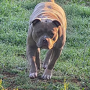 Athéna a rejoint le concours — aidez-le/la à gagner de superbes lots ! dog, pitbull, canine, grass, outdoor, walking, dew, field, sunlight, morning, pet, muscular, muzzle, paws, tail, alert, portrait, close_up, determined, nature