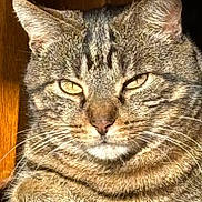 Ricky participe au concours pour gagner de l'argent avec cette photo : cat, tabby, feline, close_up, whiskers, ears, fur, face, eyes, indoor, sunlight, pet, animal, portrait, resting, cute, mammal, domestic_animal, striped, relaxed