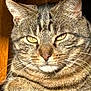 cat, tabby, feline, close_up, whiskers, ears, fur, face, eyes, indoor, sunlight, pet, animal, portrait, resting, cute, mammal, domestic_animal, striped, relaxed