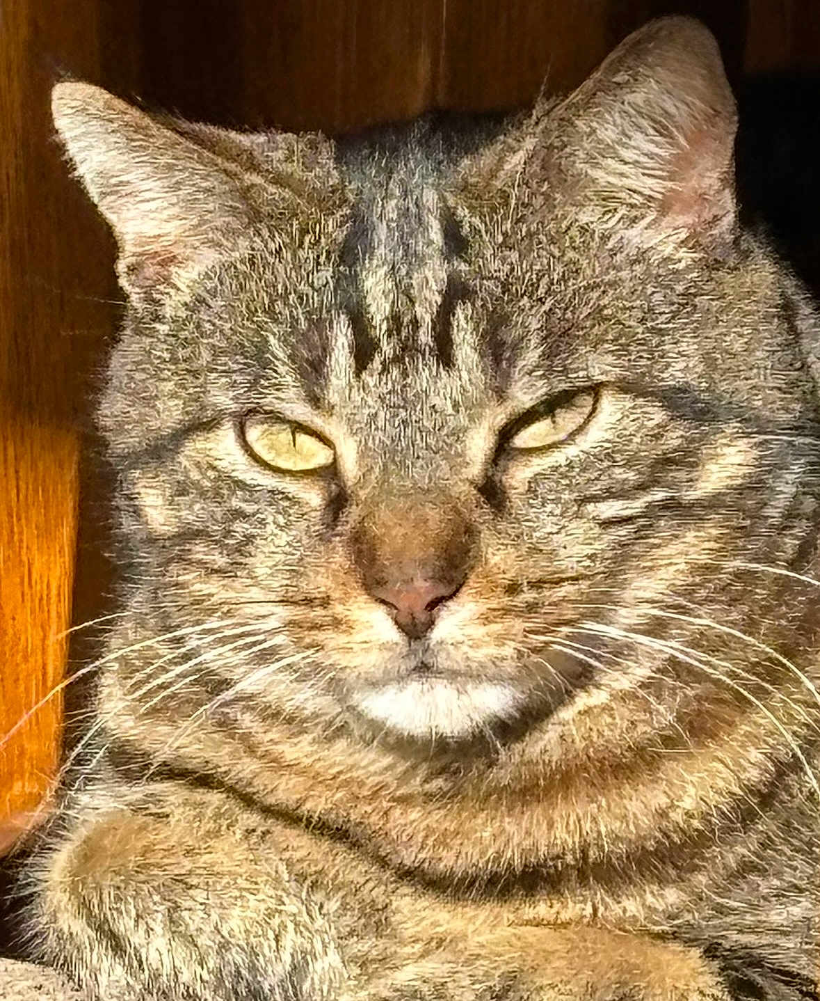 Ricky participe au concours pour gagner de l'argent avec cette photo : cat, tabby, feline, close_up, whiskers, ears, fur, face, eyes, indoor, sunlight, pet, animal, portrait, resting, cute, mammal, domestic_animal, striped, relaxed