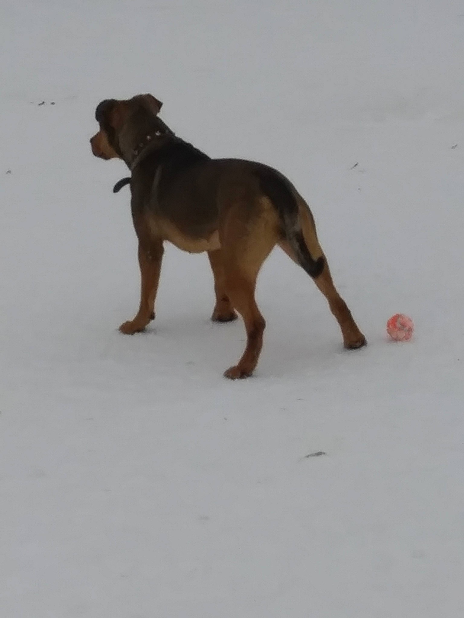 Amethyst is registered to the contest to win money with this photo: american_pit_bull_terrier, canidae, carnivore, dog, dog_breed, mammal, sporting_group, tail