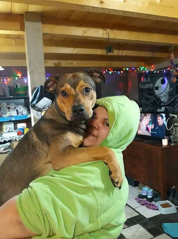 Amethyst joined the competition — help win amazing prizes! black_mouth_cur, canidae, carnivore, companion_dog, dog, dog_breed, fawn, mammal, rhodesian_ridgeback, snout, vertebrate