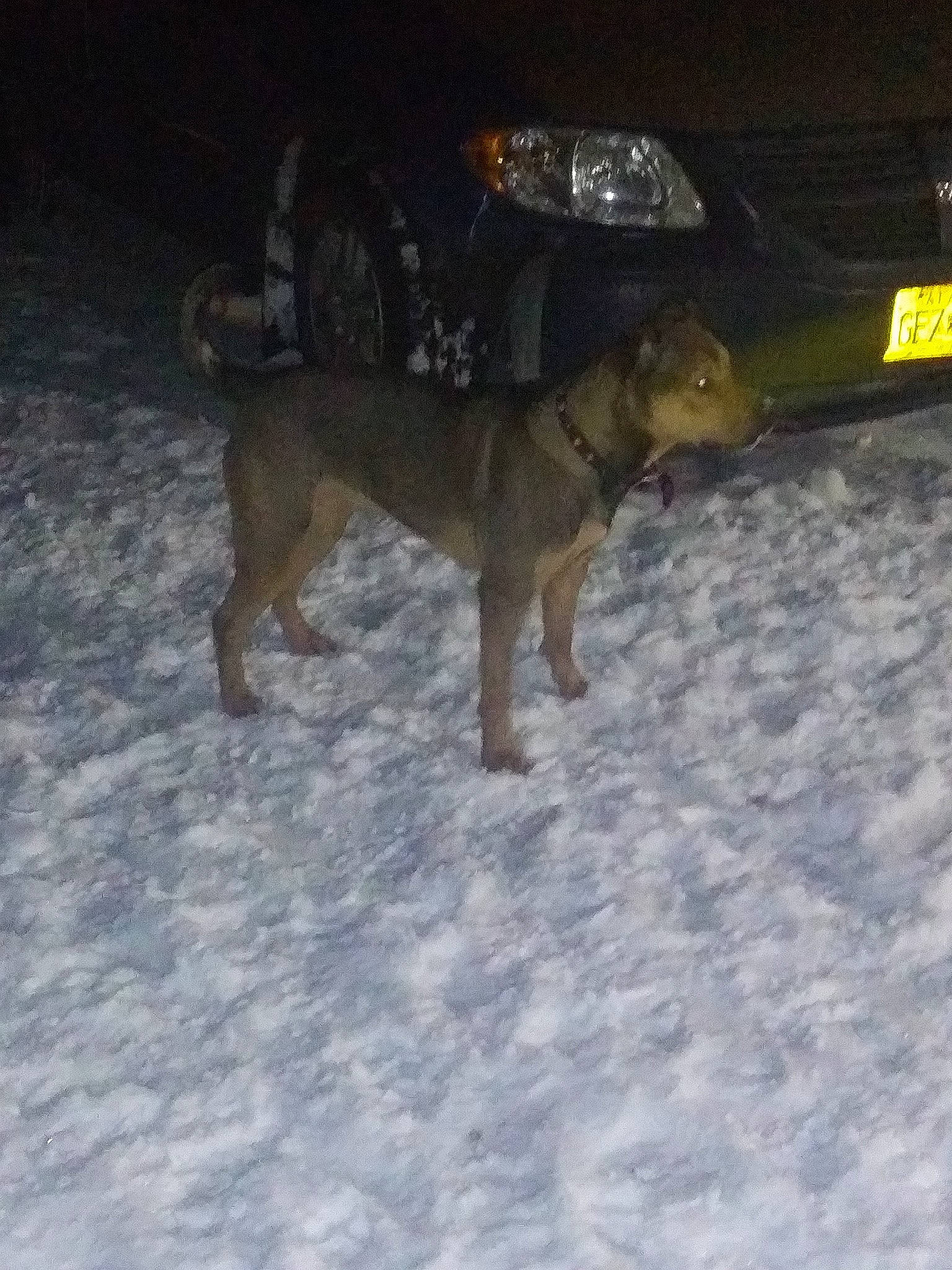 Amethyst joined the competition — help win amazing prizes! canidae, car, carnivore, dog, dog_breed, fawn, snow, sporting_group, street_dog, tail, vehicle, working_dog