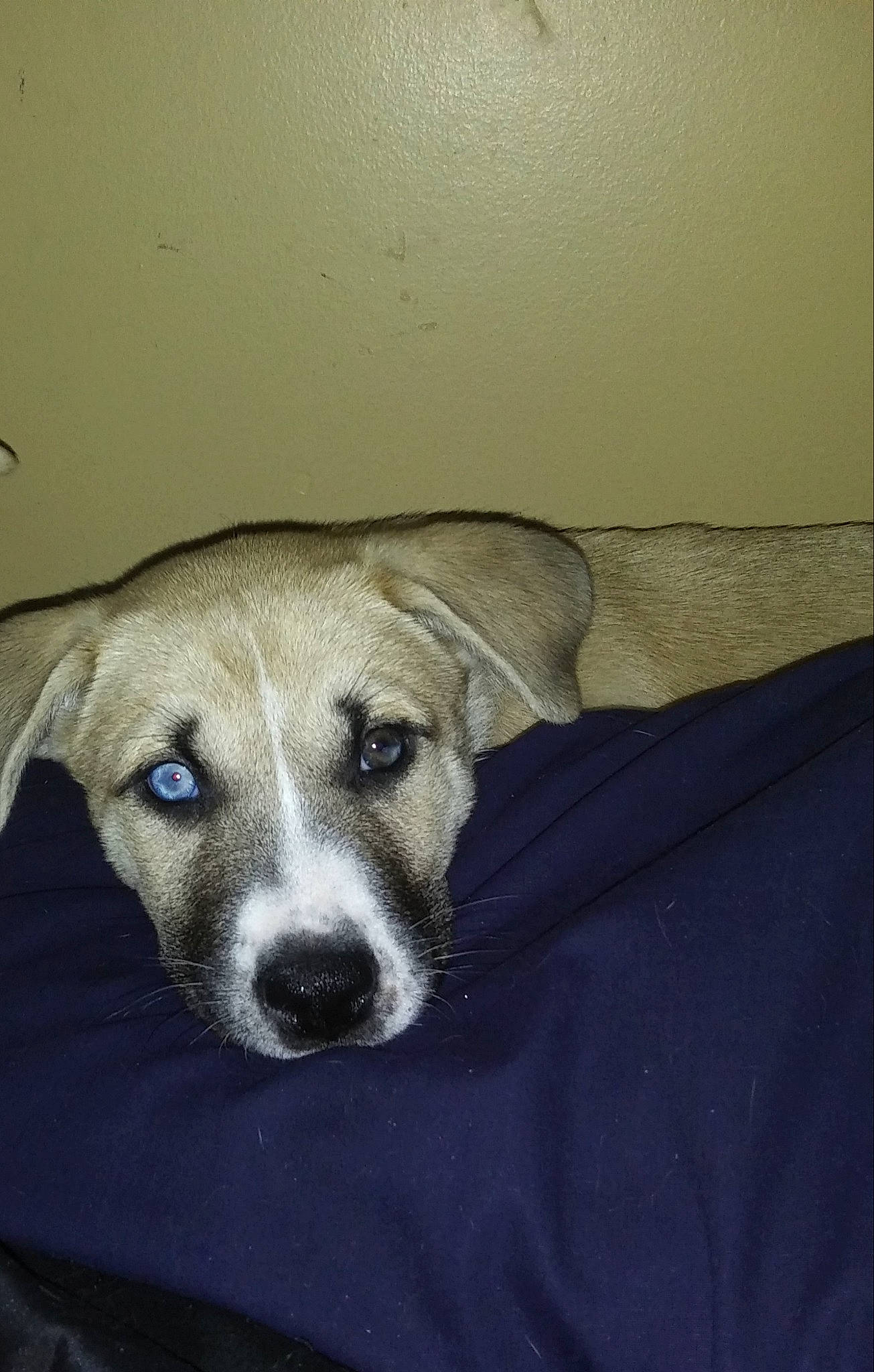 Galadriel joined the competition — help win amazing prizes! canidae, carnivore, dog, dog_breed, fawn, lurcher, mammal, mountain_cur, nose, potcake_dog, snout, sporting_group, street_dog, whiskers