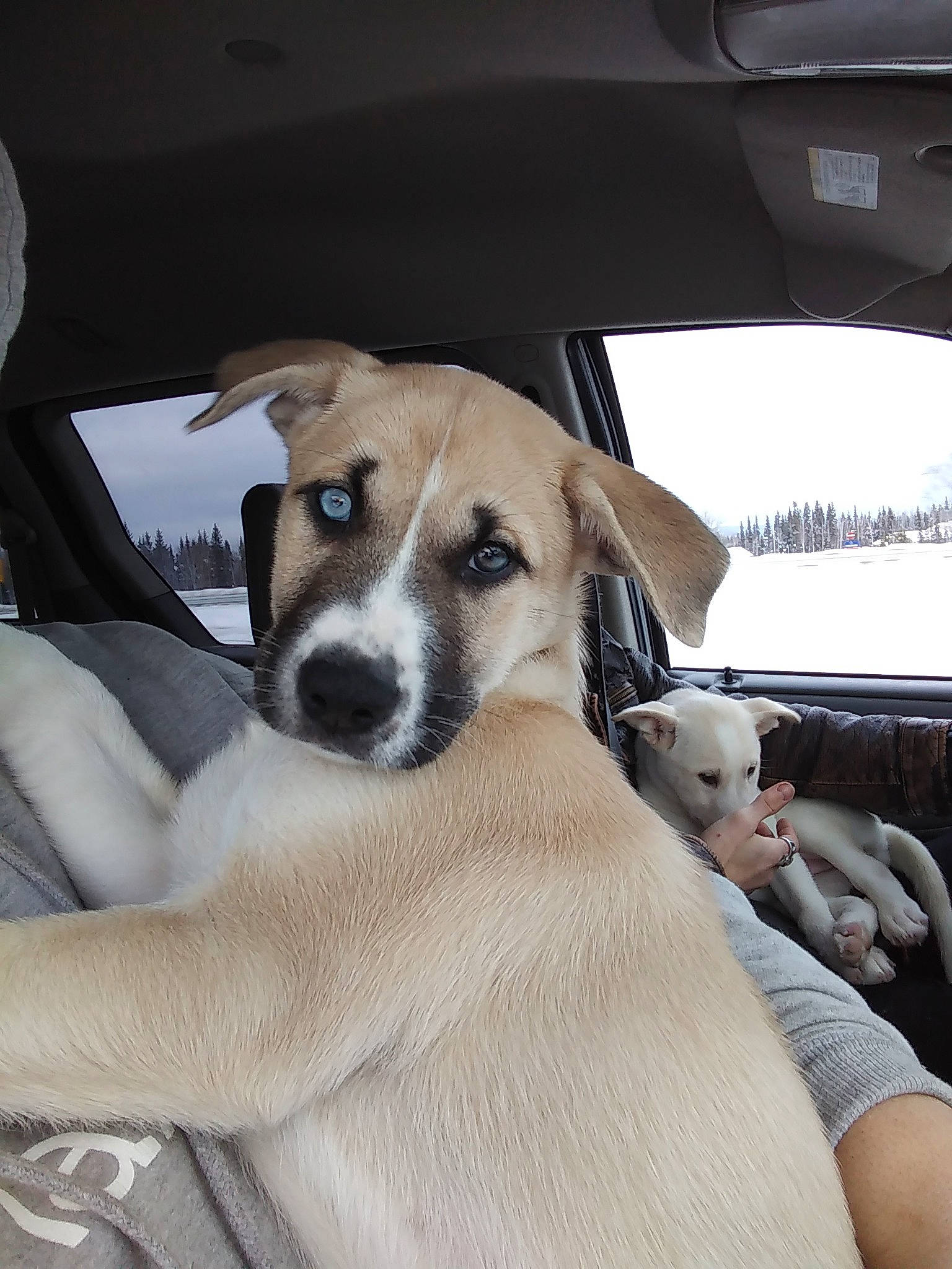 Galadriel joined the competition — help win amazing prizes! canidae, carnivore, companion_dog, dog, dog_breed, fawn, feist, fox_terrier, mammal, potcake_dog, puppy, smooth_fox_terrier, snout, street_dog